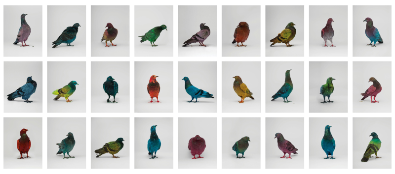Файл:Pigeons3.png